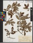 Foto von Salix appendiculata Vill.